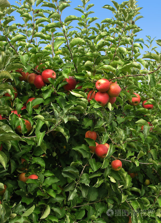 苹果商用版(apple chancery能商用嘛)-第4张图片-QuickQ官网