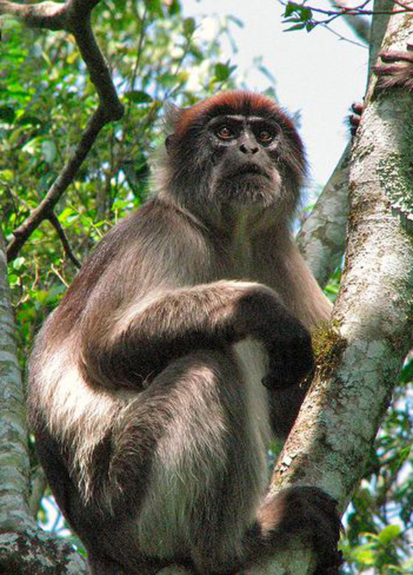 苹果版皮猴(皮猴ios版)-第3张图片-QuickQ官网